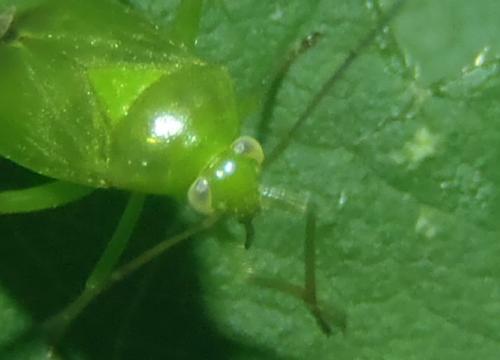Apolygus lucorum